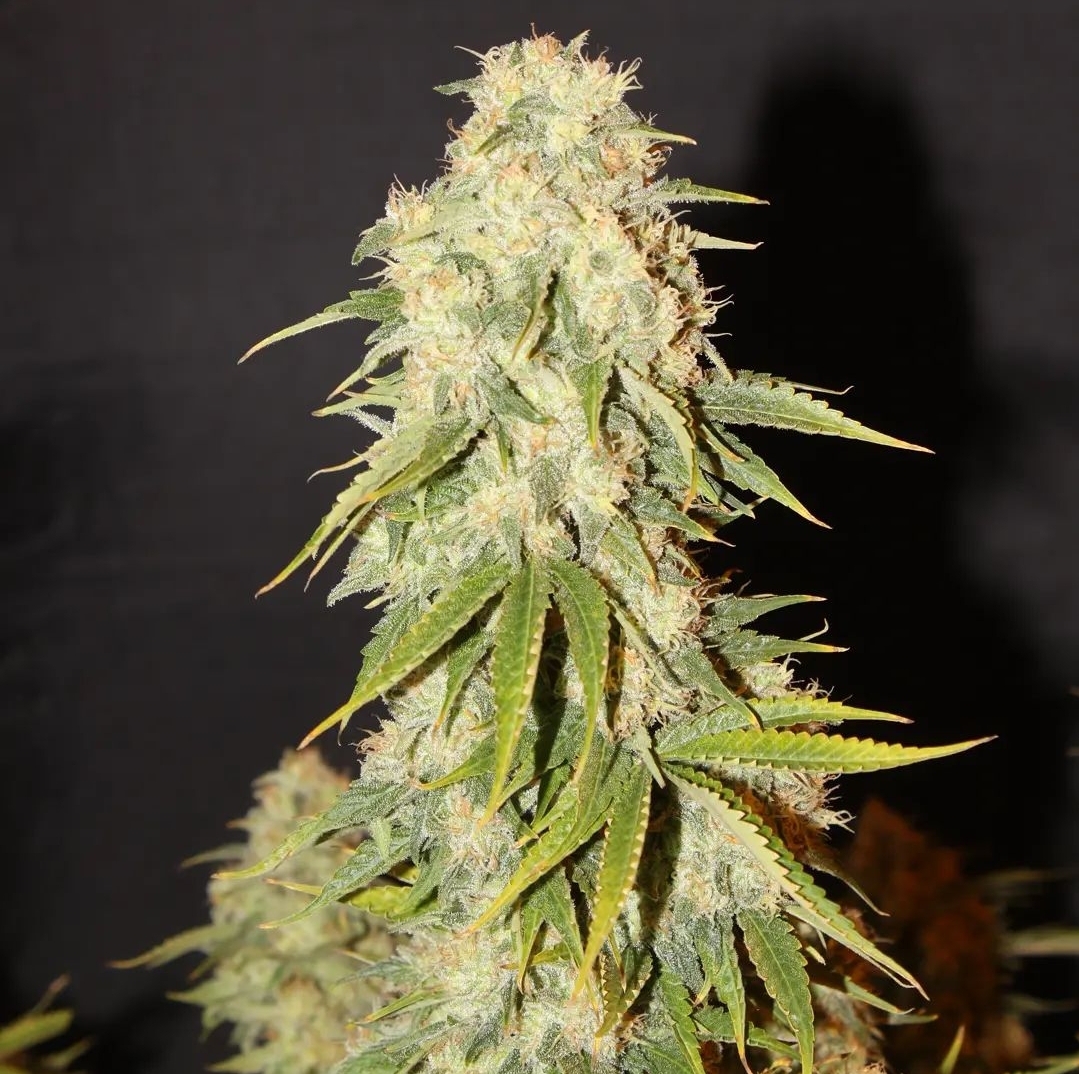 Black Domina x Bubblegum